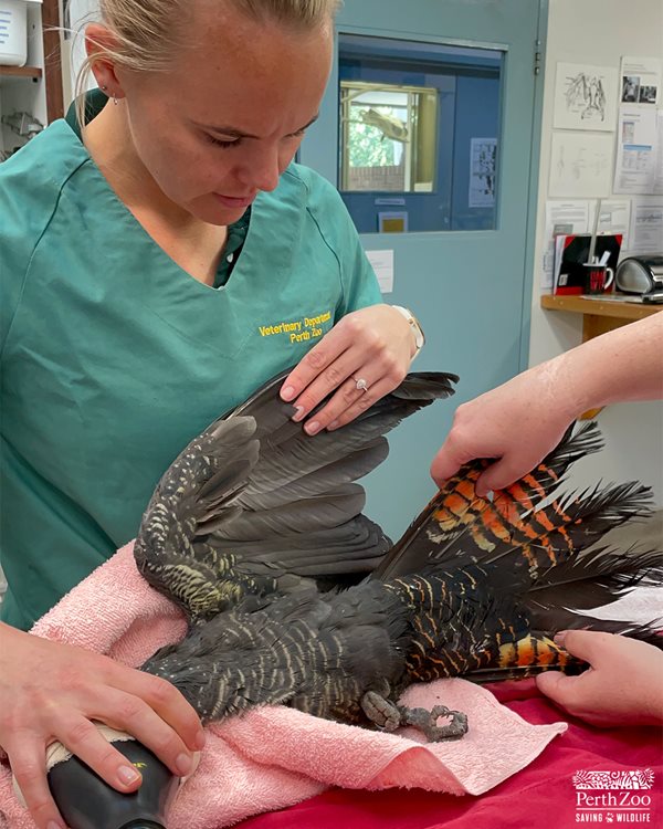 Black Cockatoo at Perth Zoo veterinary hospital getting checked over by the vets
