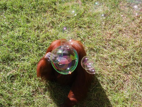 Sumatran Orangutan sitting on grass with bubbles in front of her face.