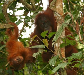 Orangutans in Bukit Tigapuluh. Photo courtesy of Peter Pratje