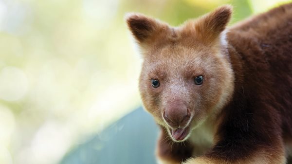 Goodfellow's Tree Kangaroo