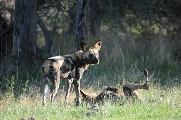 Two African Painted Dogs, one standing and the other rolling in the grass.